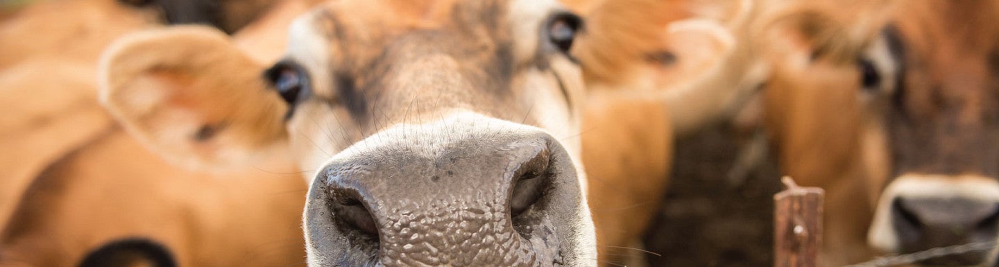 A close up photo of a cow overlaid with the Tillamook logo