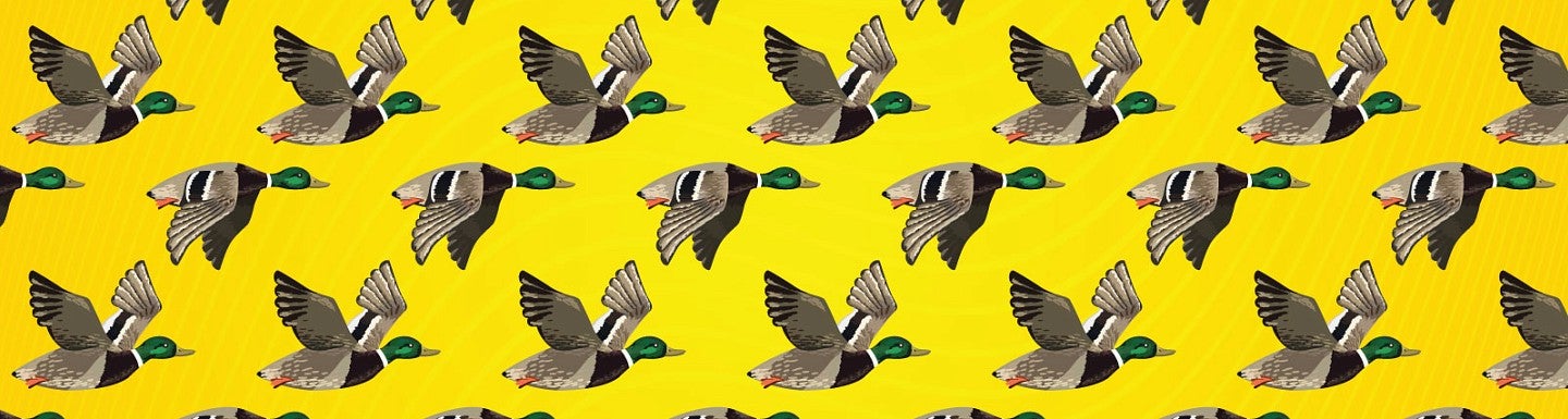 A repeating pattern of flying mallard ducks against a yellow background