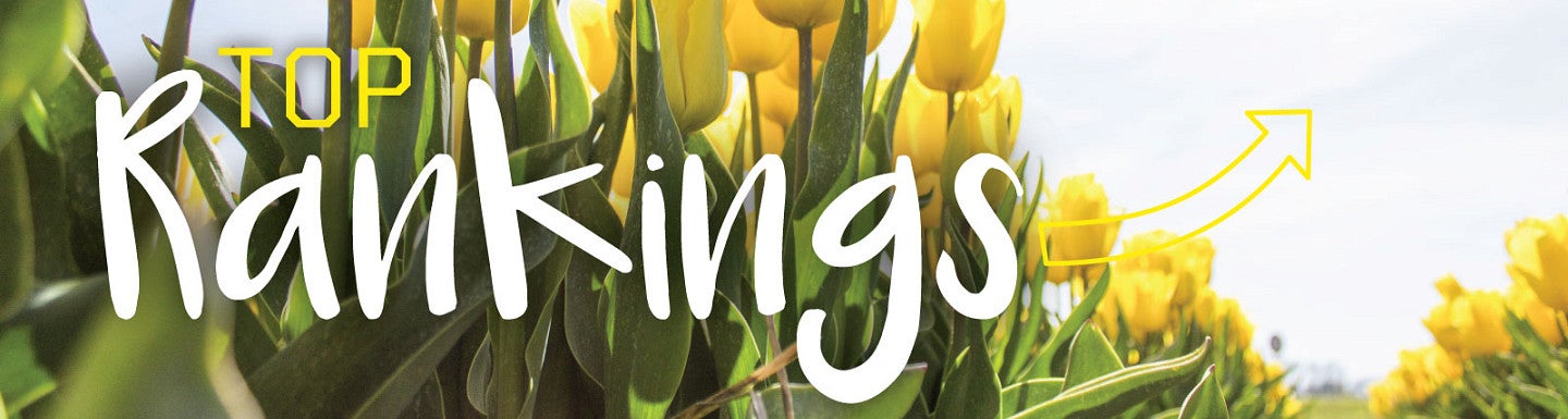 The phrase Top Rankings against a background of yellow tulips