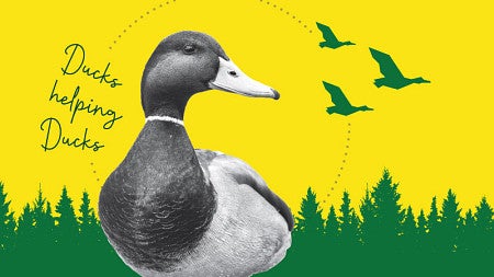A black and white illustration of a mallard with the text "Ducks Helping Ducks"
