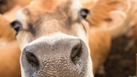 A close up photo of a cow overlaid with the Tillamook logo