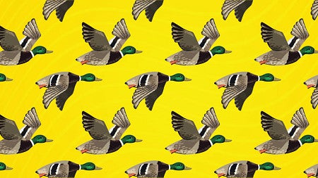A repeating pattern of flying mallard ducks against a yellow background